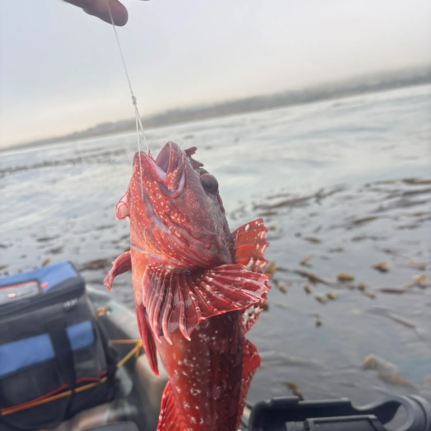 The most recent Cabezon catches on Fishbrain
