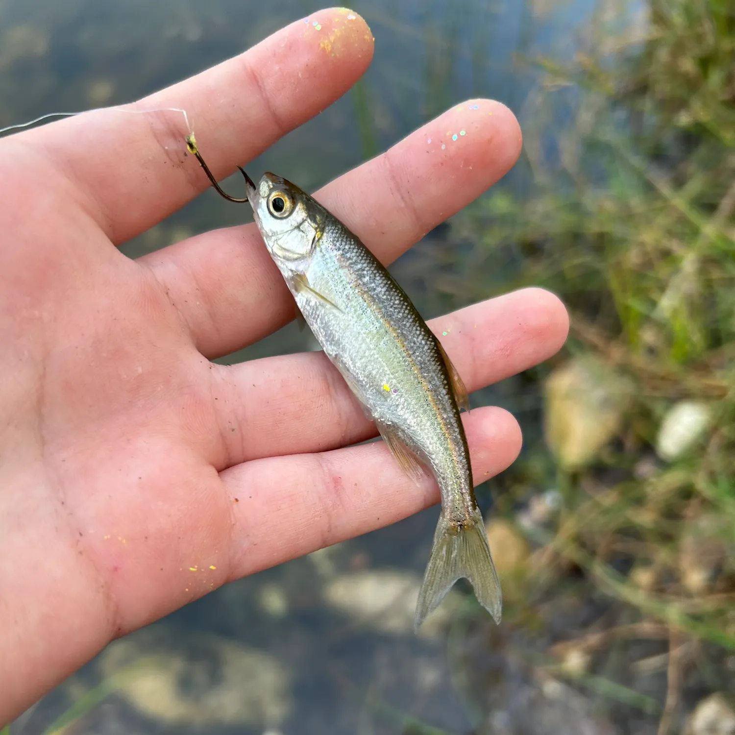 The most recent Redside shiner catches on Fishbrain