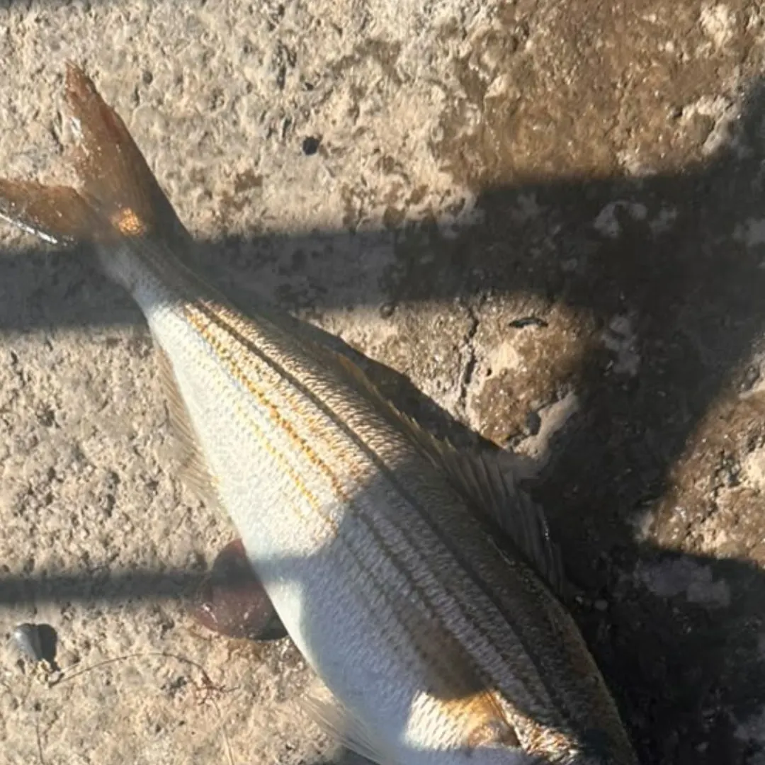 The most recent Bogue catches on Fishbrain