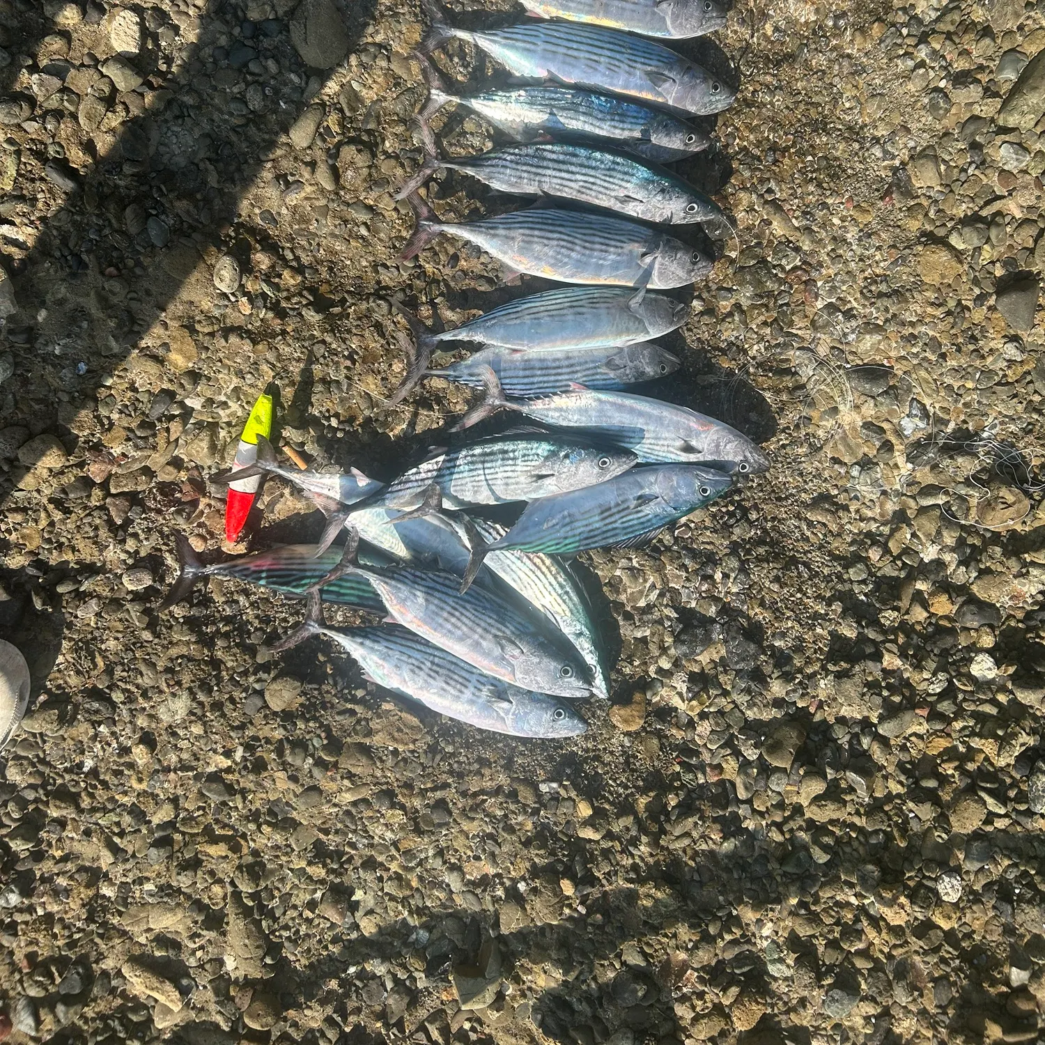 The most recent Australian bonito catches on Fishbrain