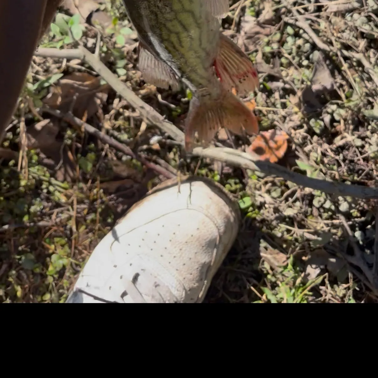 Chain pickerel caught on Fishbrain