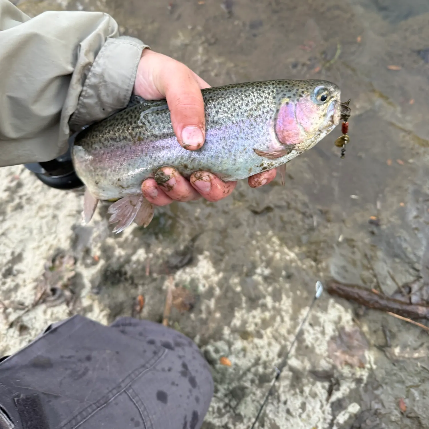Rainbow trout caught on Fishbrain