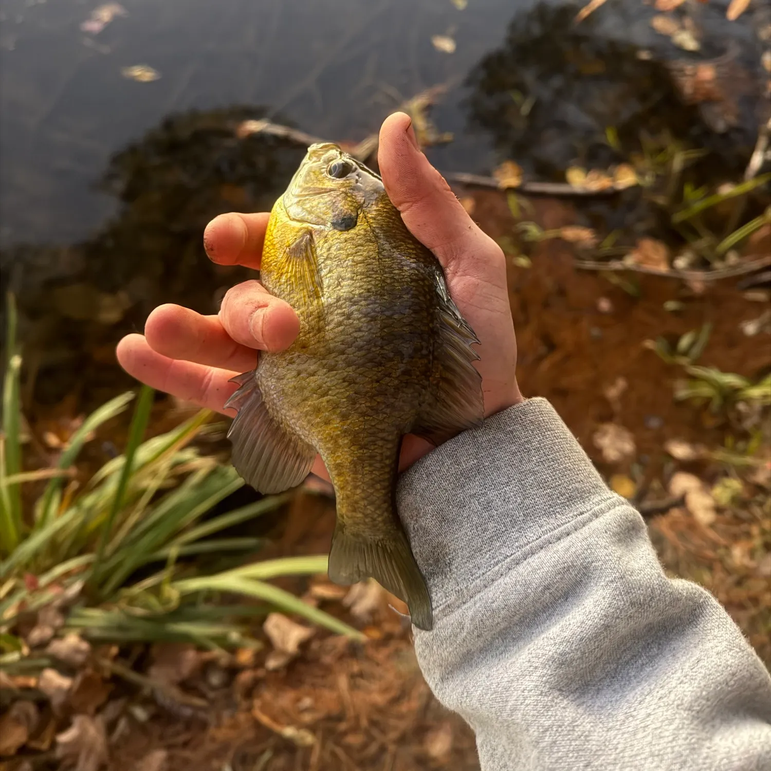 Bluegill caught on Fishbrain