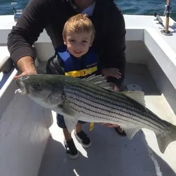 Striped bass caught on Fishbrain
