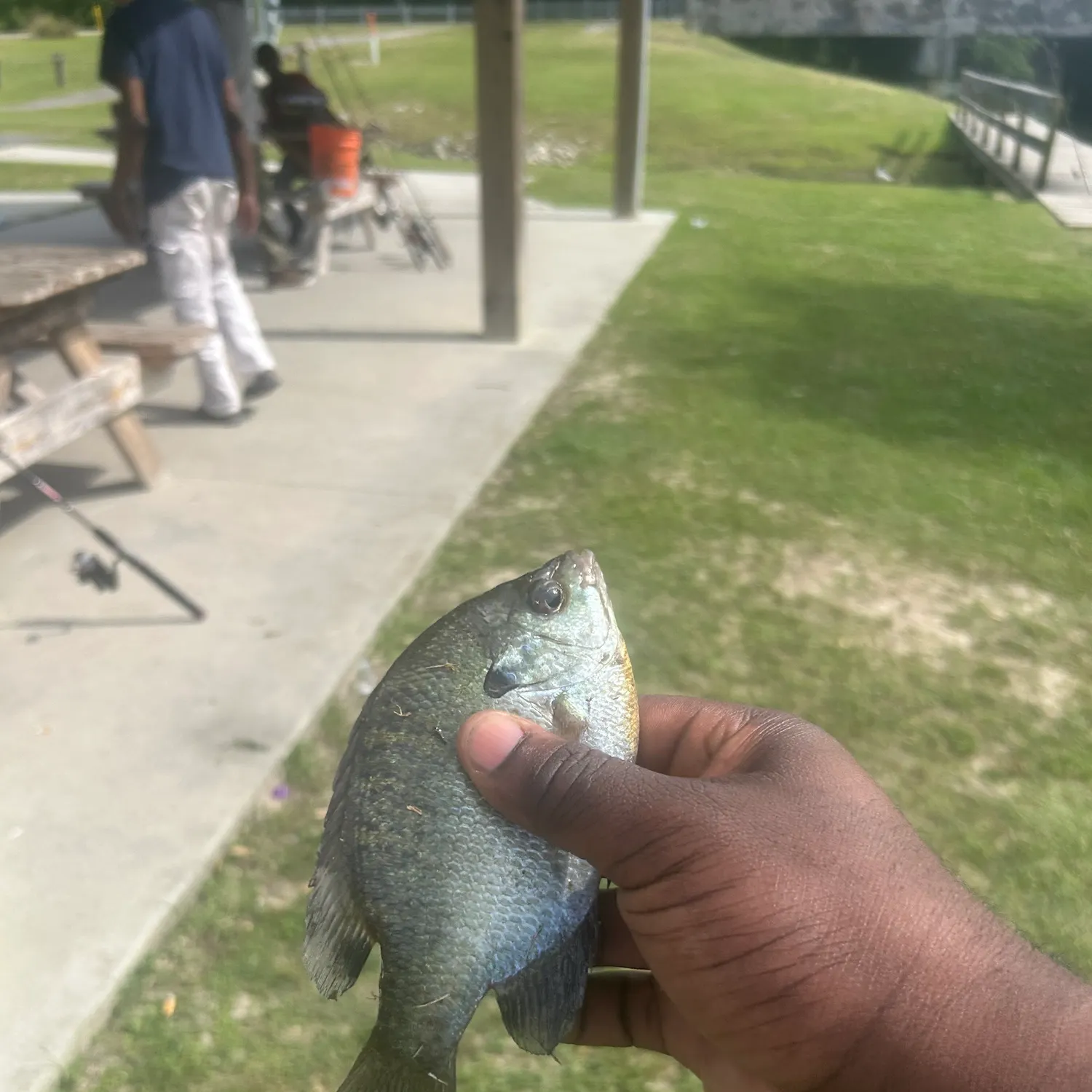 The most recent Spotted sunfish catches on Fishbrain
