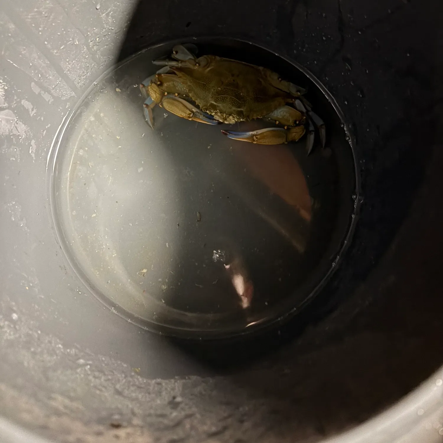 Blue crab caught on Fishbrain