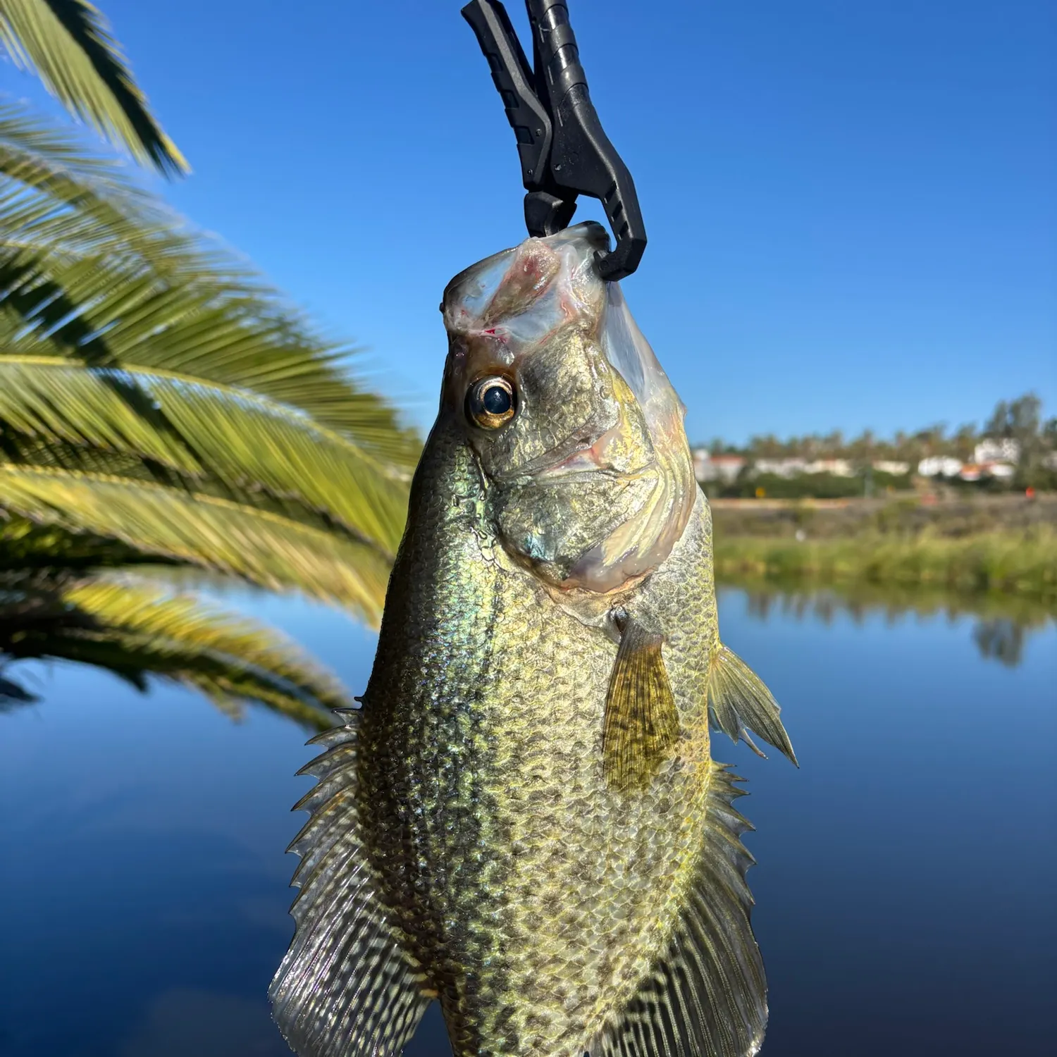 Black crappie caught on Fishbrain