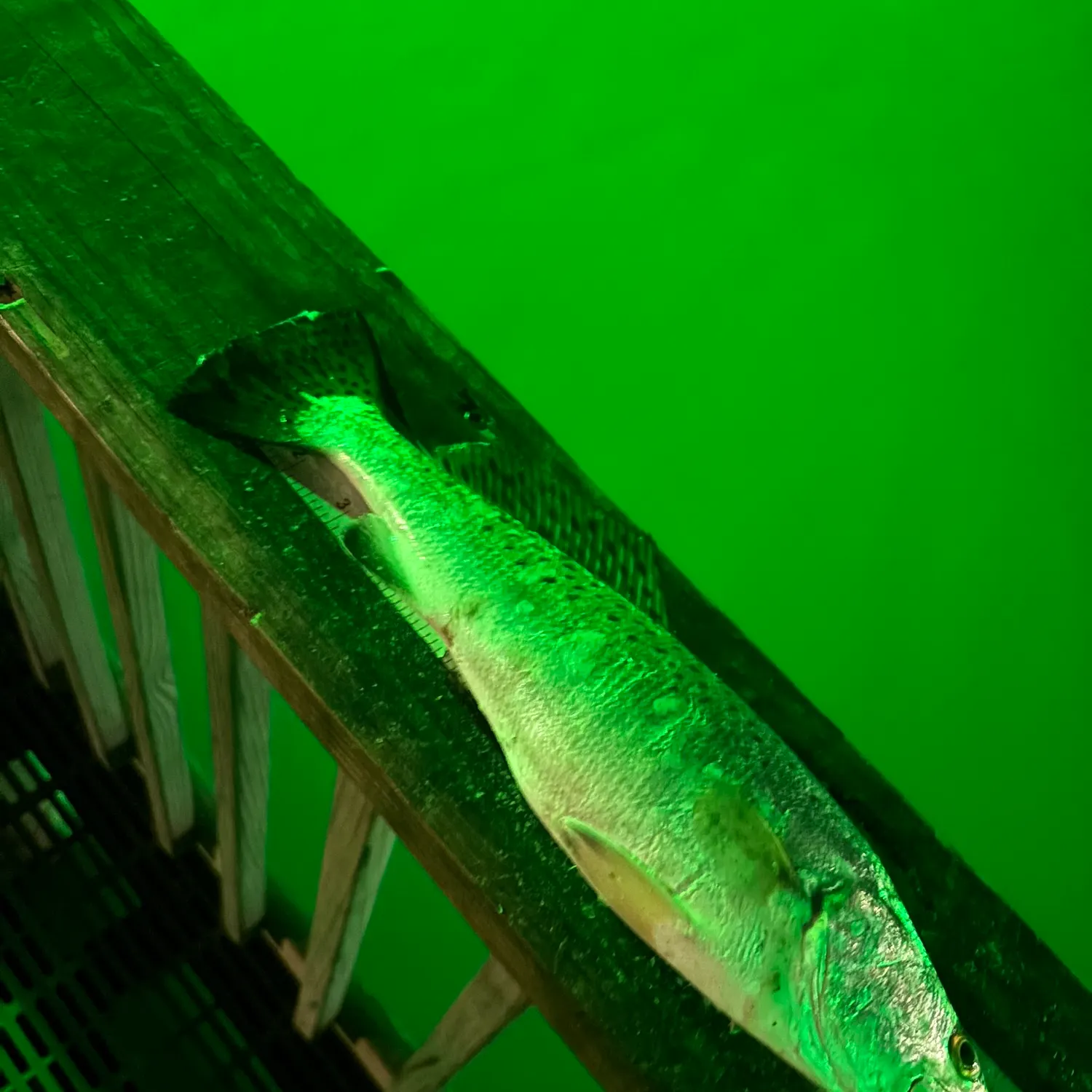 The most recent Spotted seatrout catches on Fishbrain