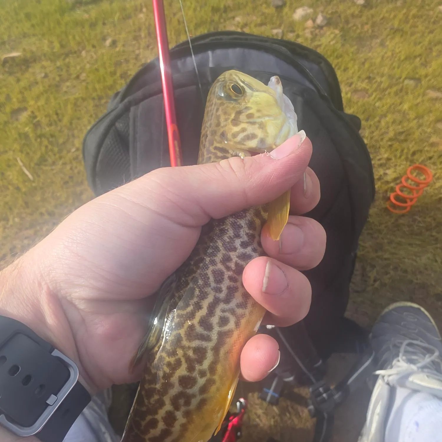 Tiger trout caught on Fishbrain