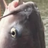 Black bullhead caught on Fishbrain