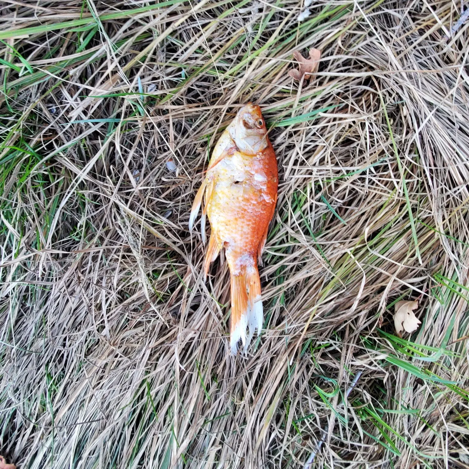 Goldfish caught on Fishbrain