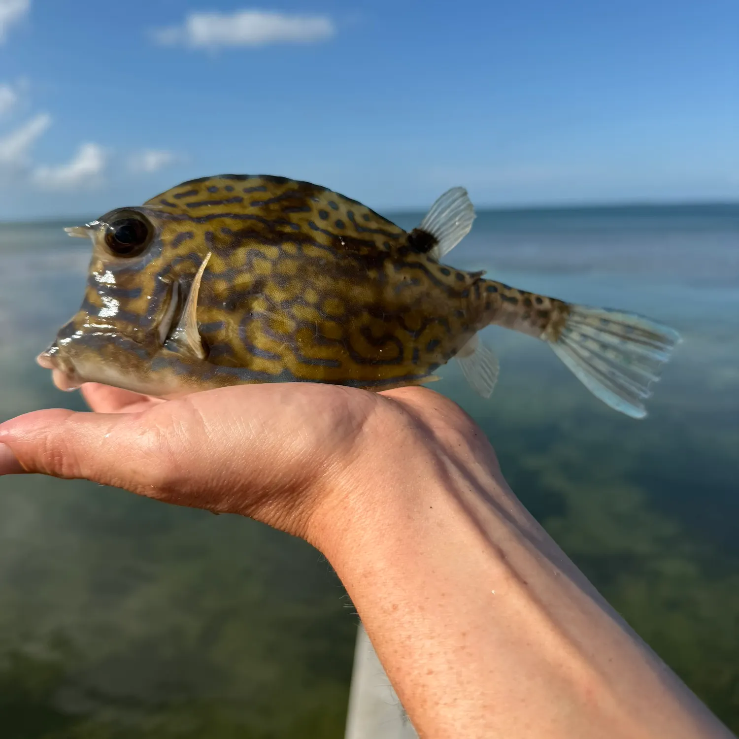 The most recent Scrawled cowfish catches on Fishbrain