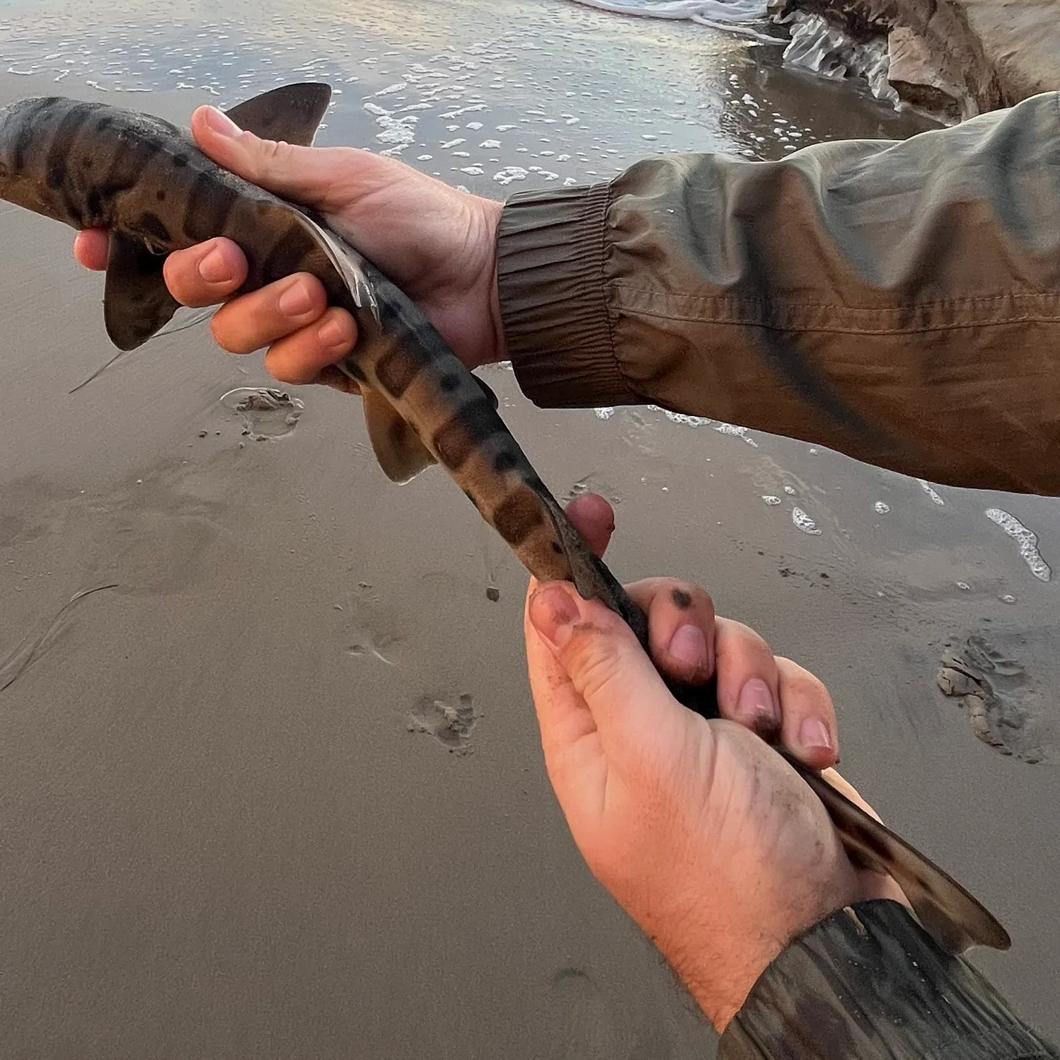 The most recent Leopard shark catches on Fishbrain