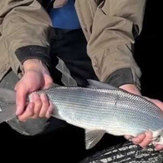 The most recent Lake whitefish catches on Fishbrain