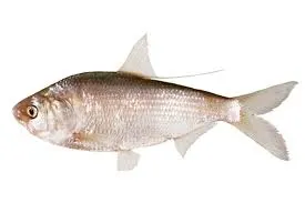 Australian river gizzard shad