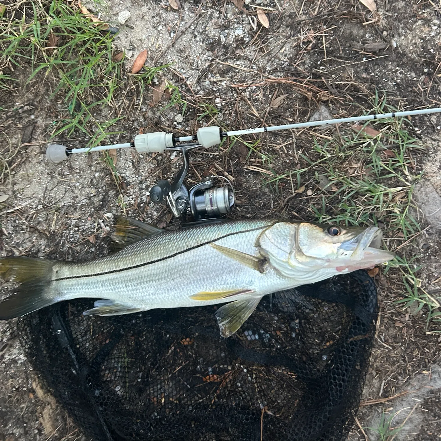 Common snook caught on Fishbrain