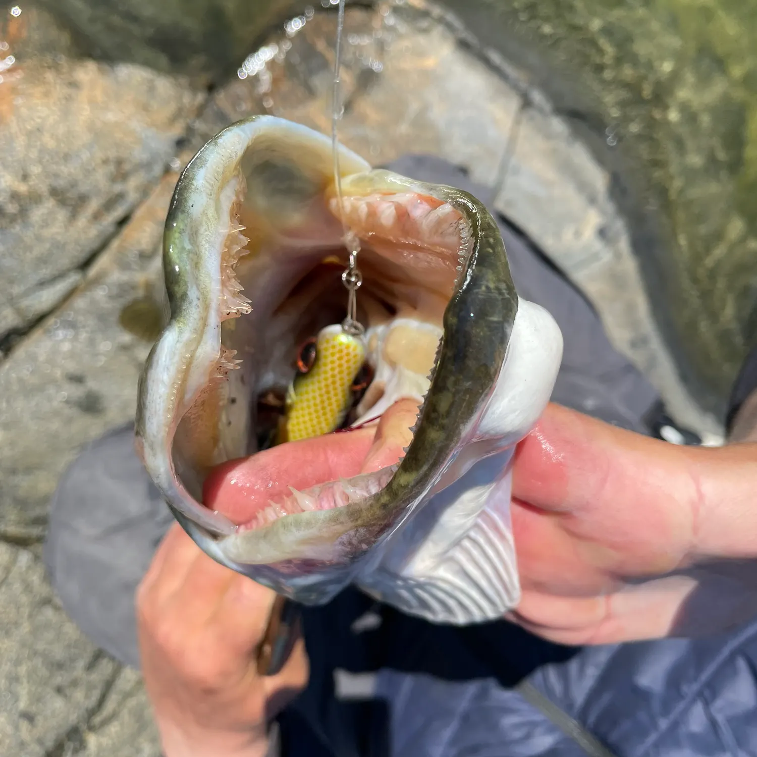 angler catch