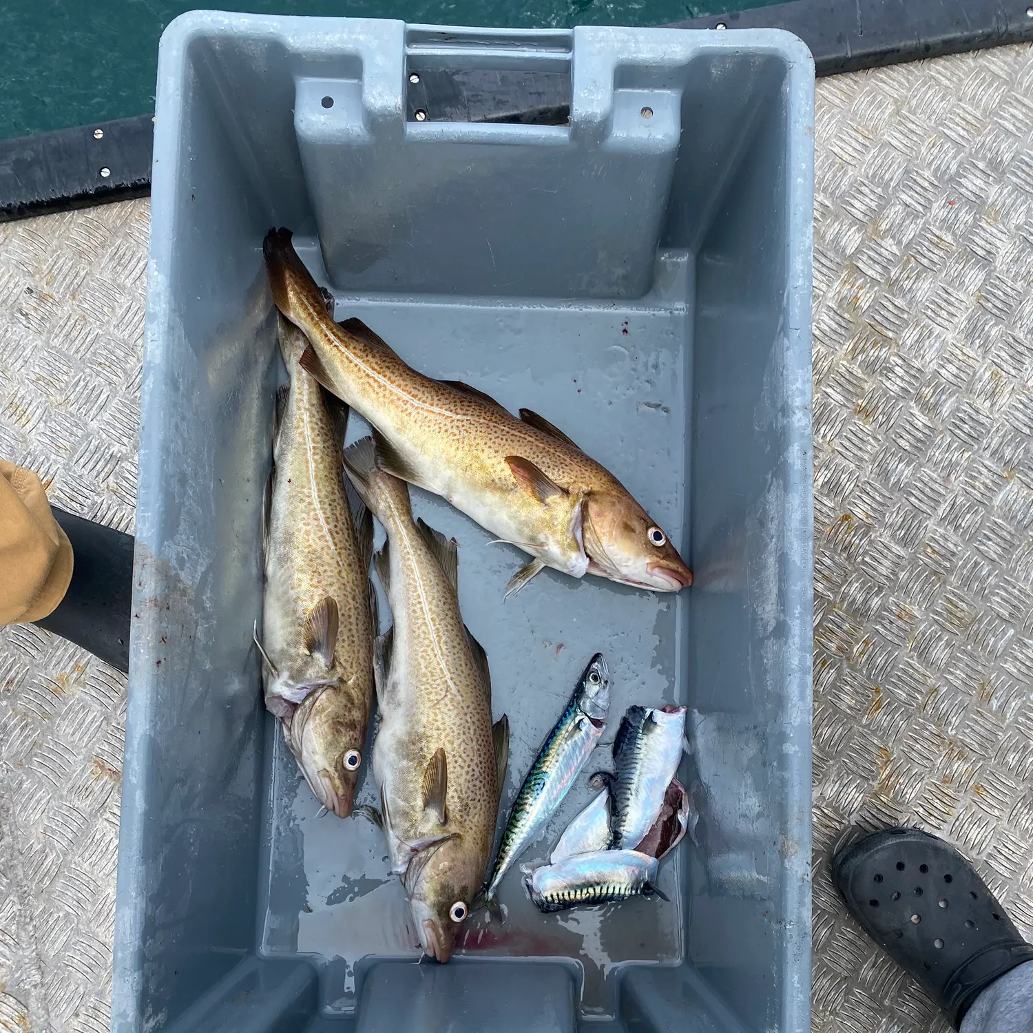Atlantic cod caught on Fishbrain