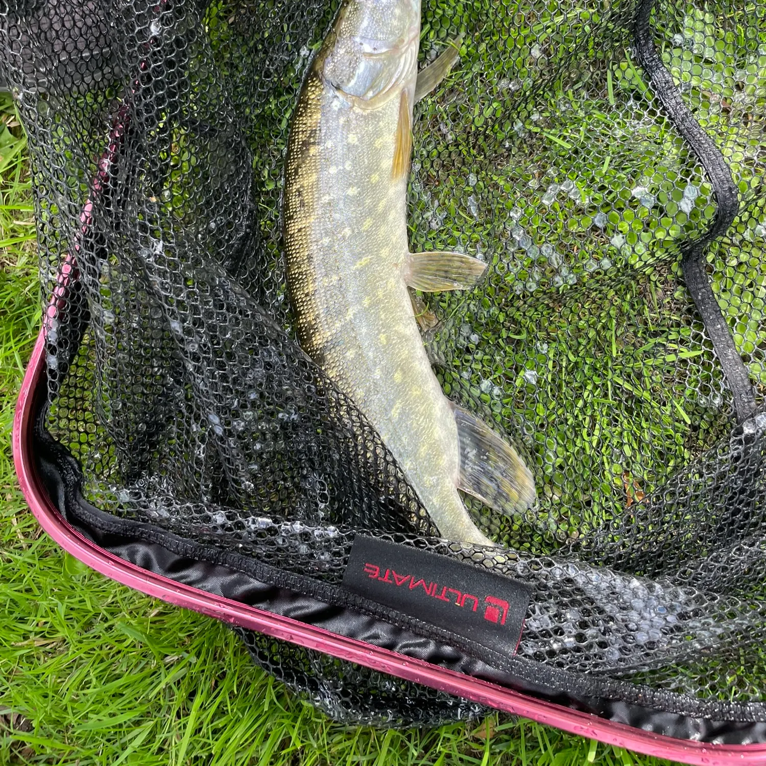 Northern pike caught on Fishbrain