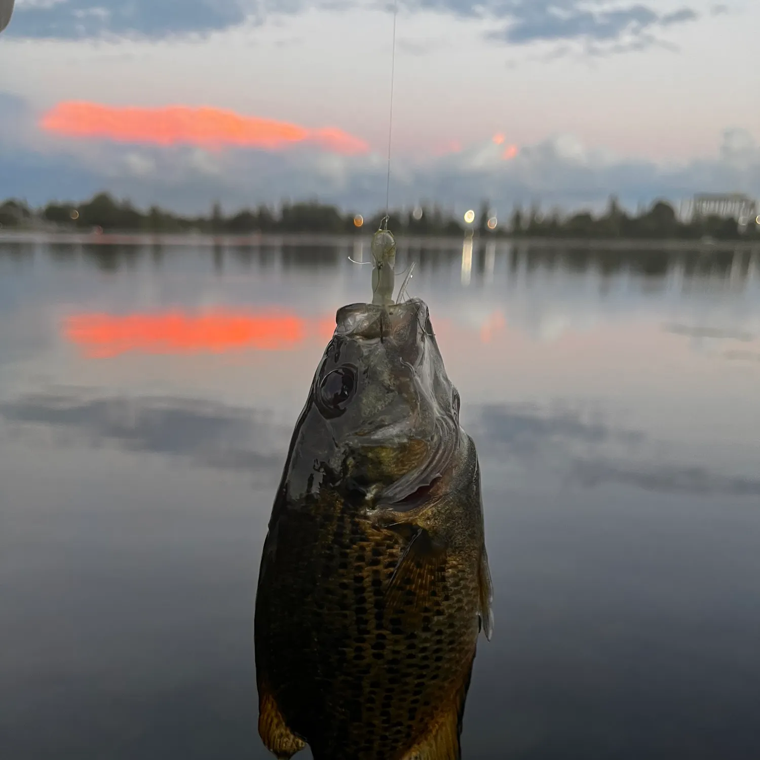 Rock bass caught on Fishbrain