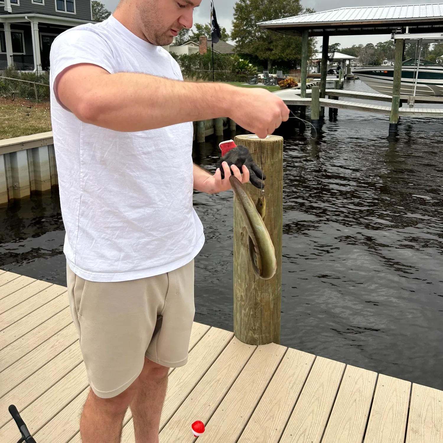 The most recent American eel catches on Fishbrain