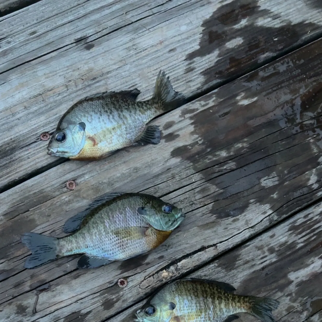 recently logged catches