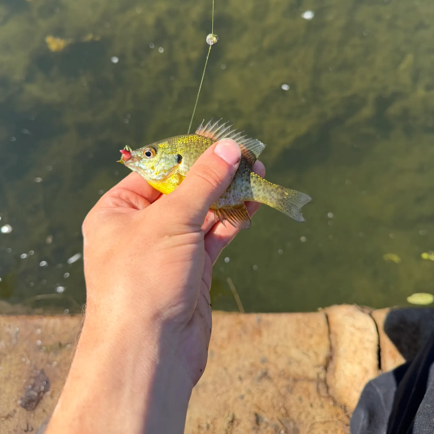 Bluegill caught on Fishbrain