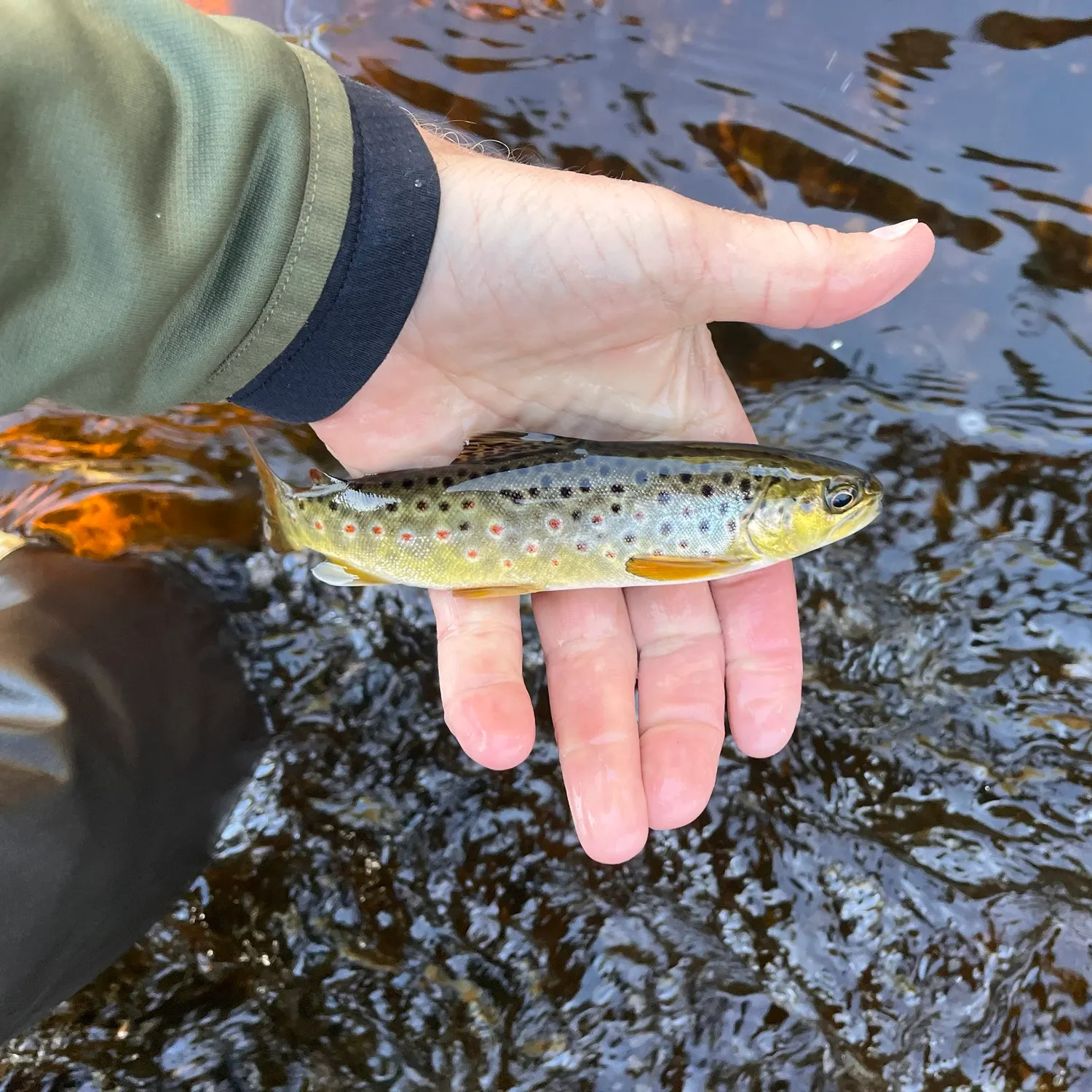 Brown trout caught on Fishbrain