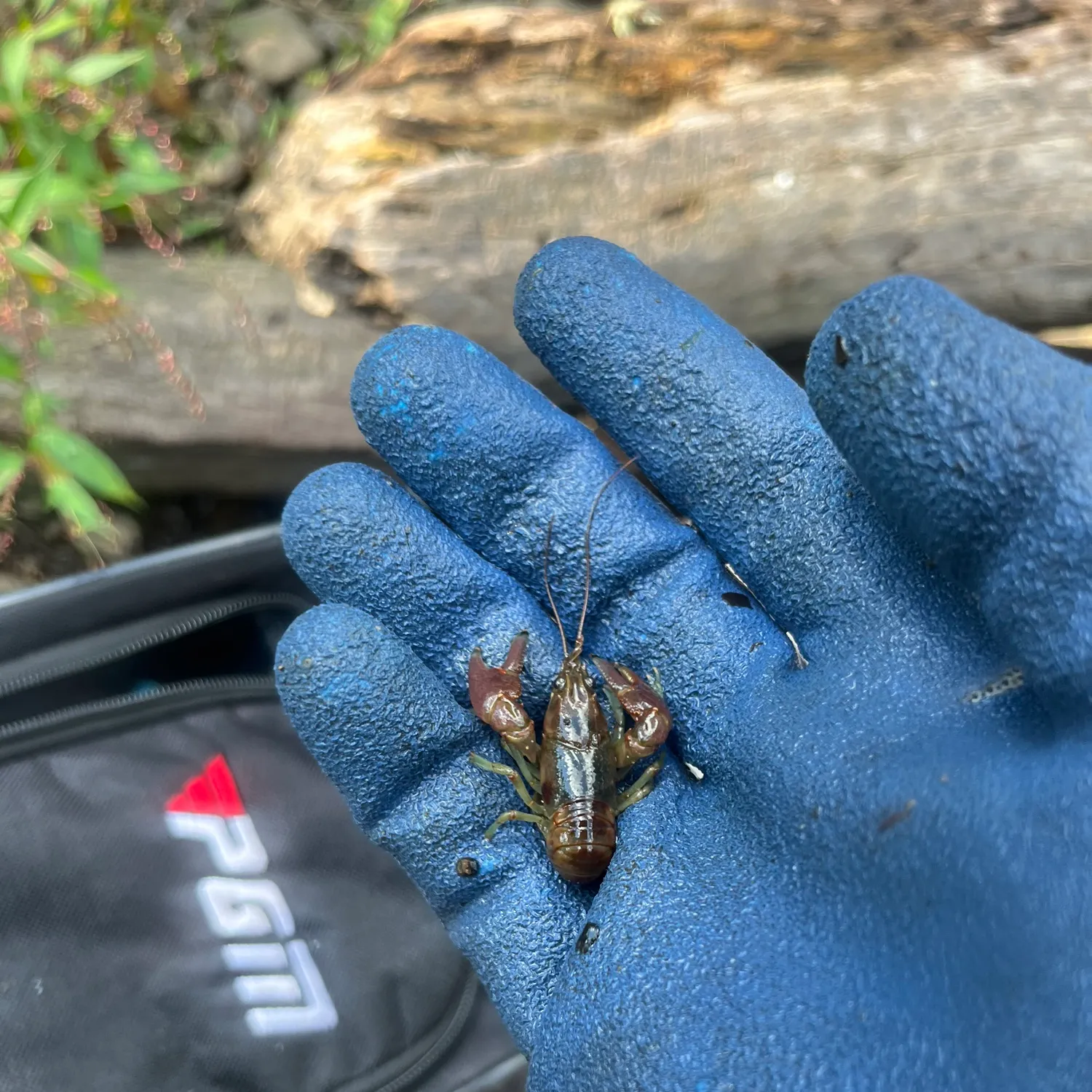 Rusty crayfish caught on Fishbrain