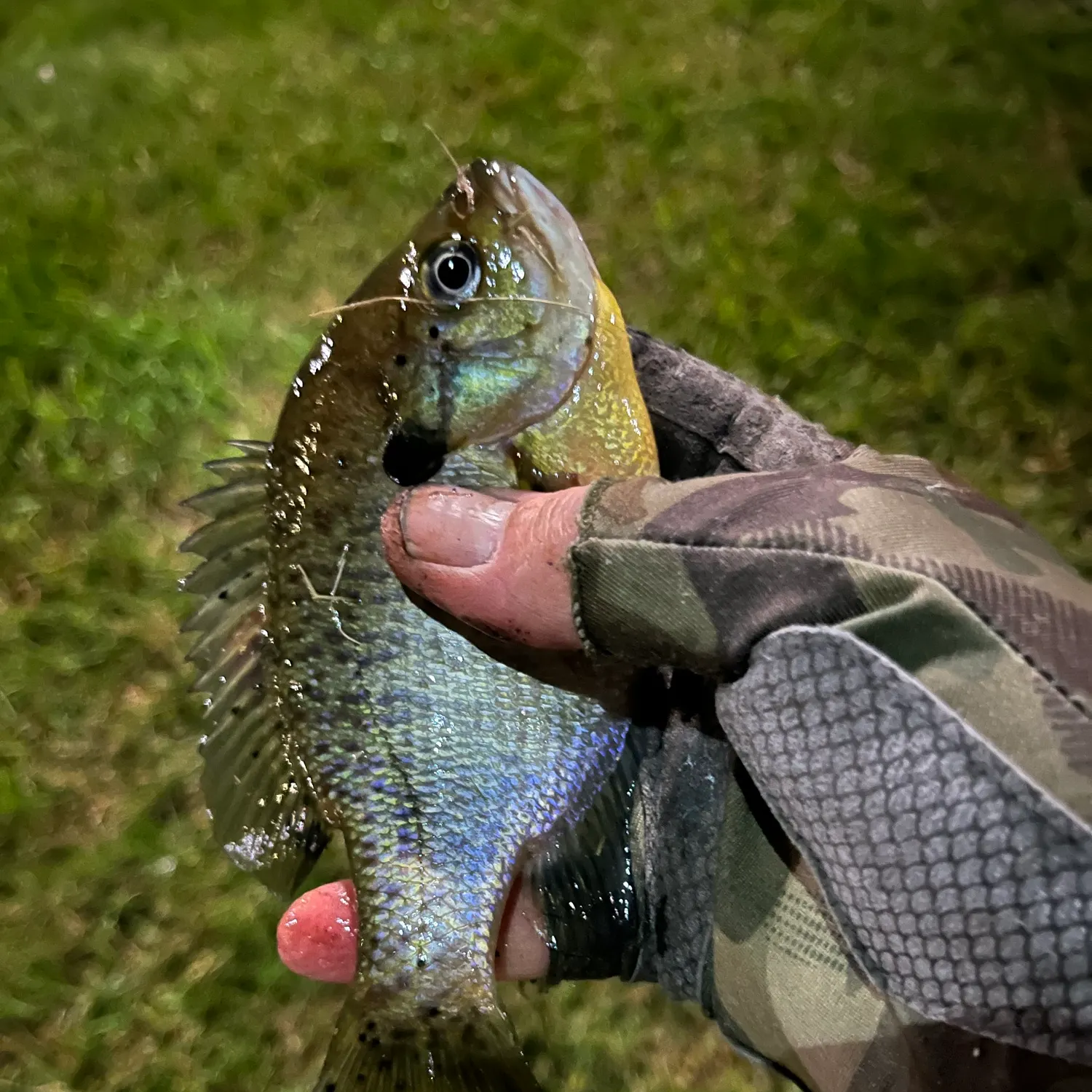Bluegill caught on Fishbrain