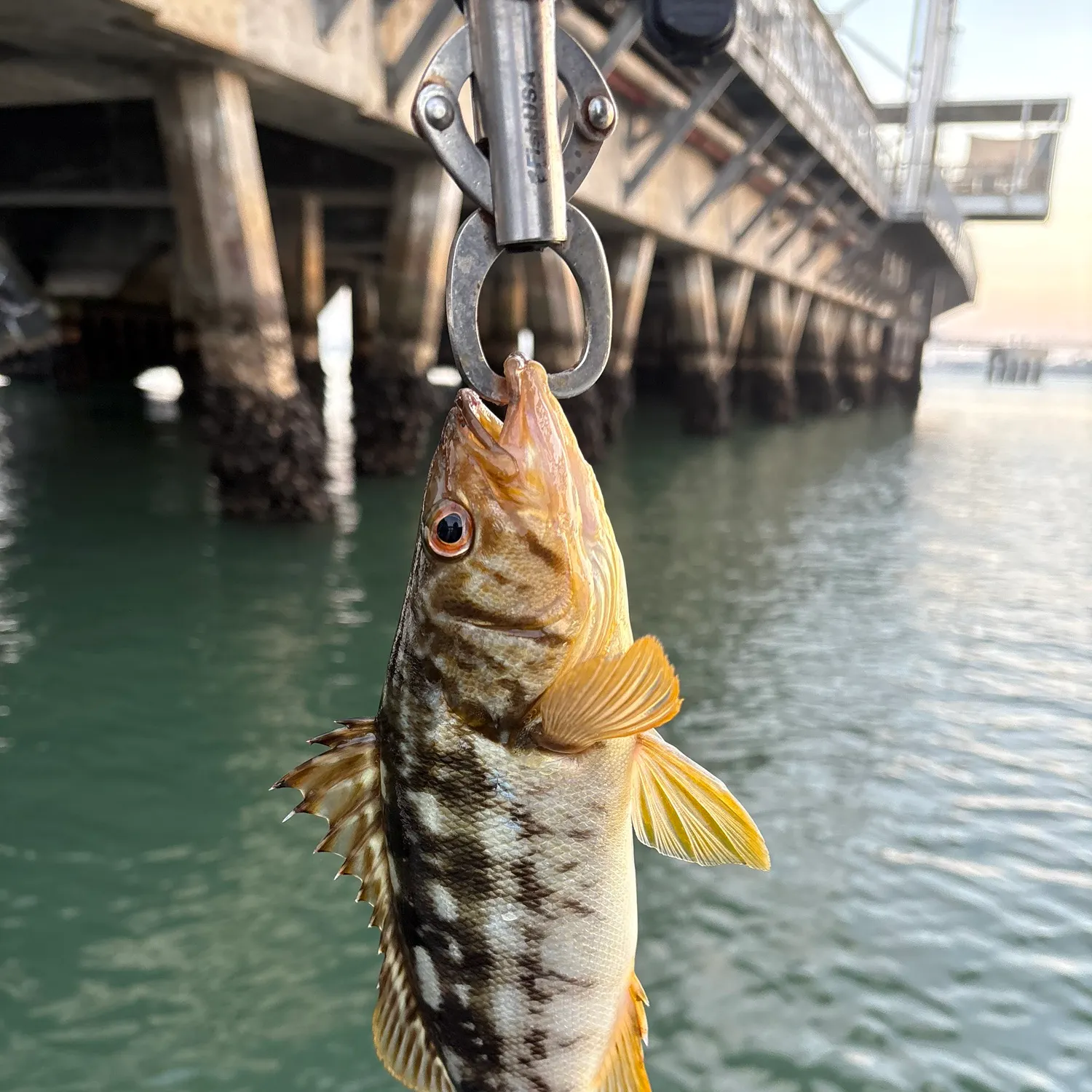The most recent Kelp bass catches on Fishbrain