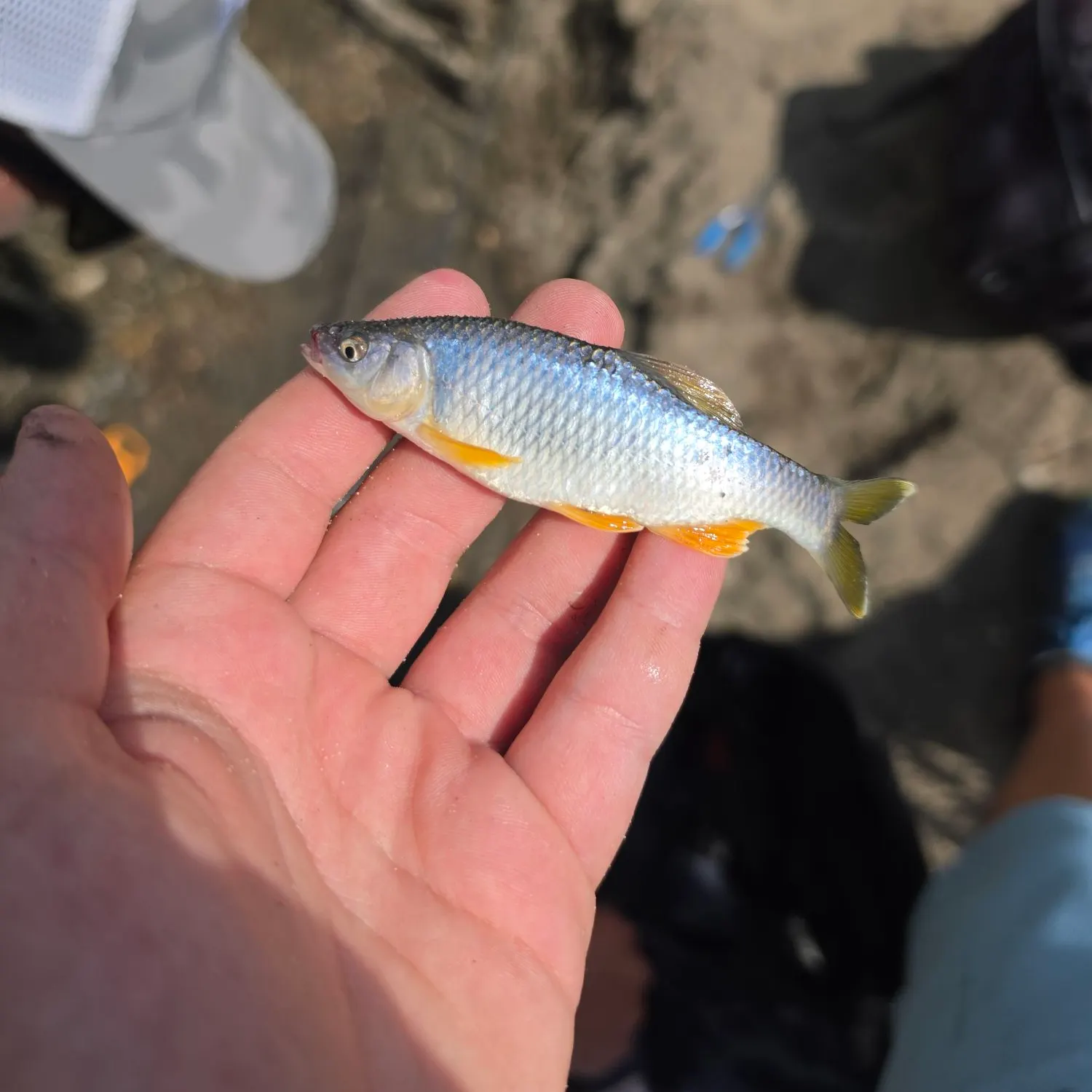 The most recent Spotfin shiner catches on Fishbrain