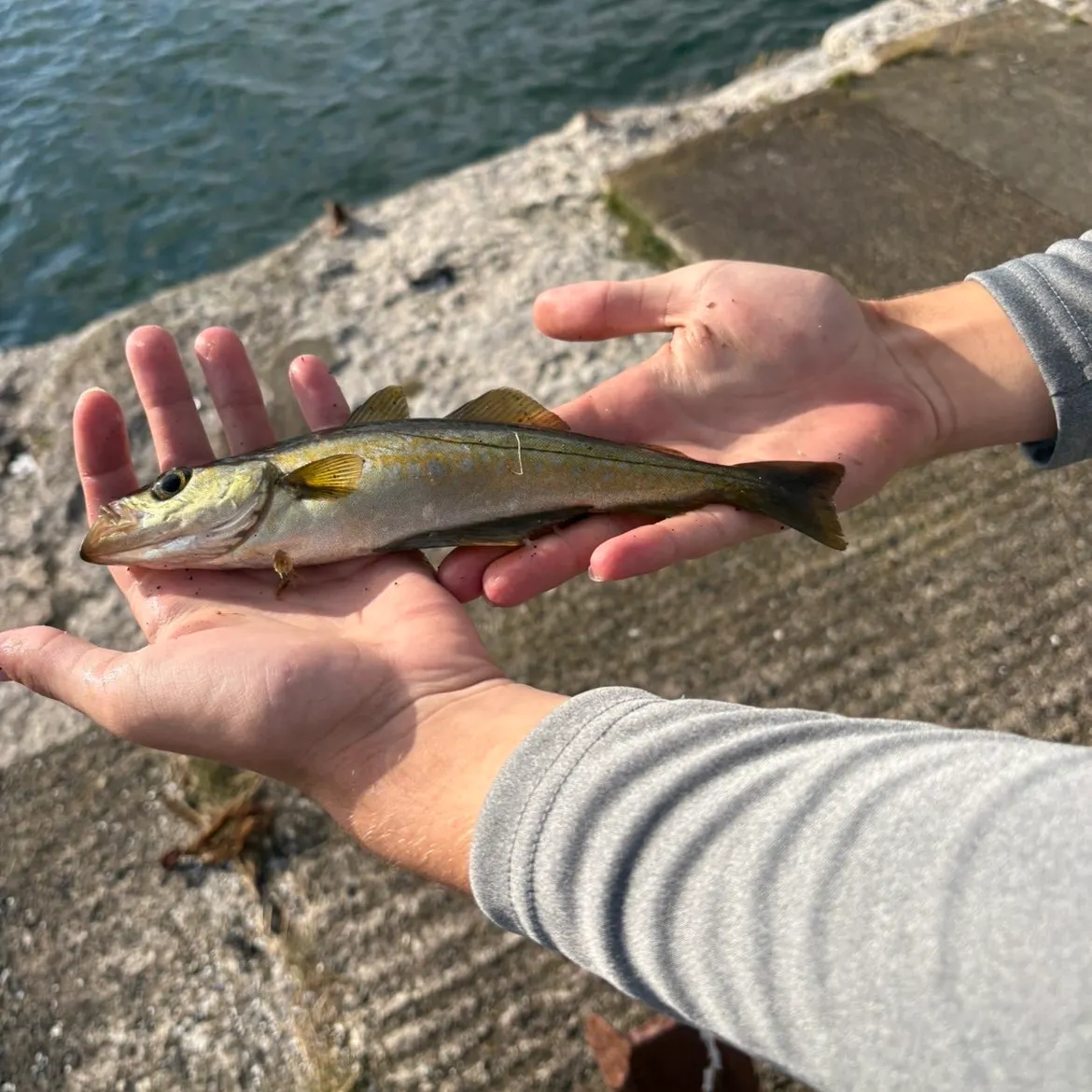 Pollack caught on Fishbrain