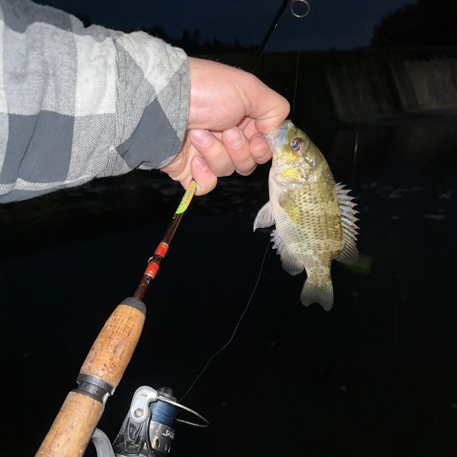 Rock bass caught on Fishbrain