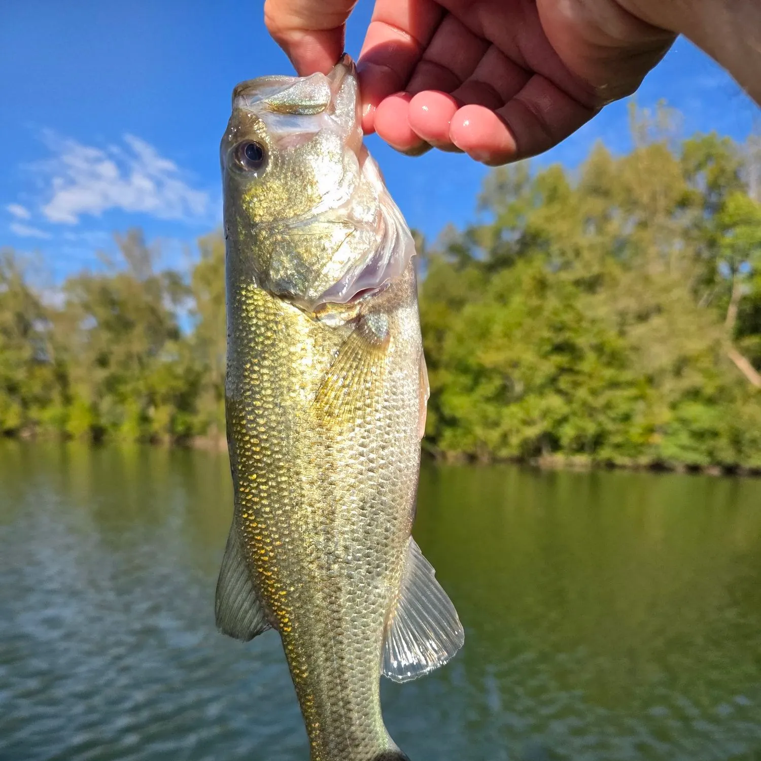 Largemouth bass caught on Fishbrain