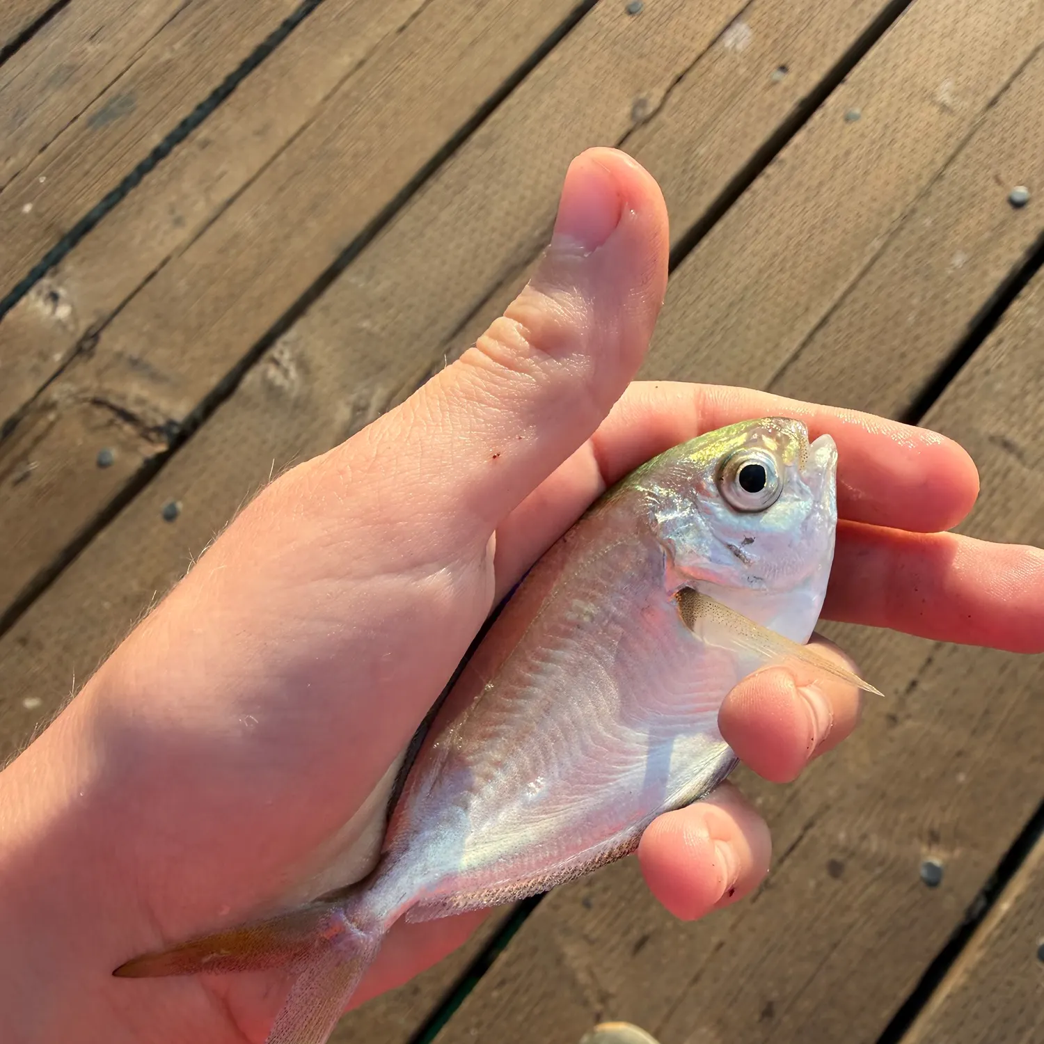 The most recent Pacific pompano catches on Fishbrain