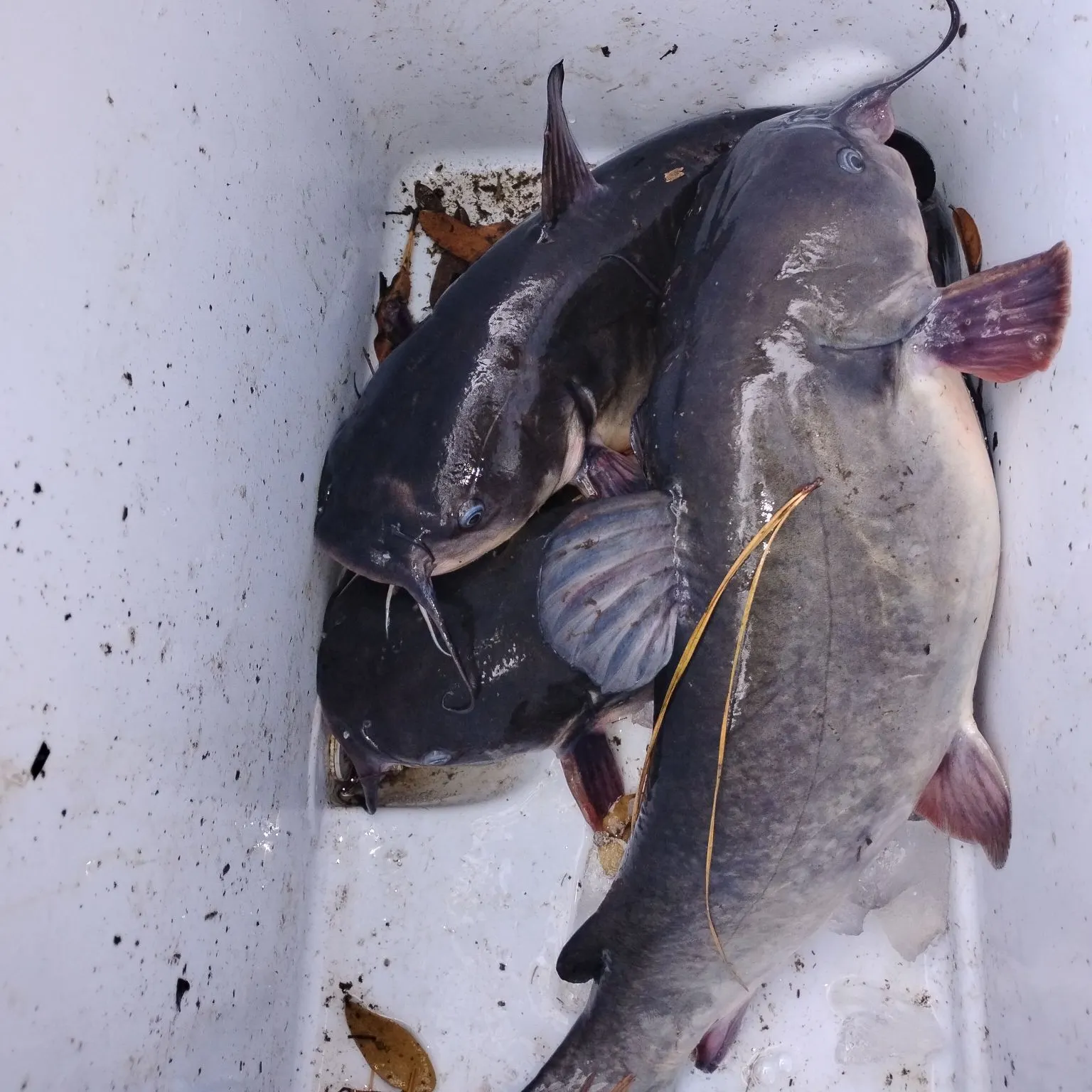 The most recent White bullhead catches on Fishbrain
