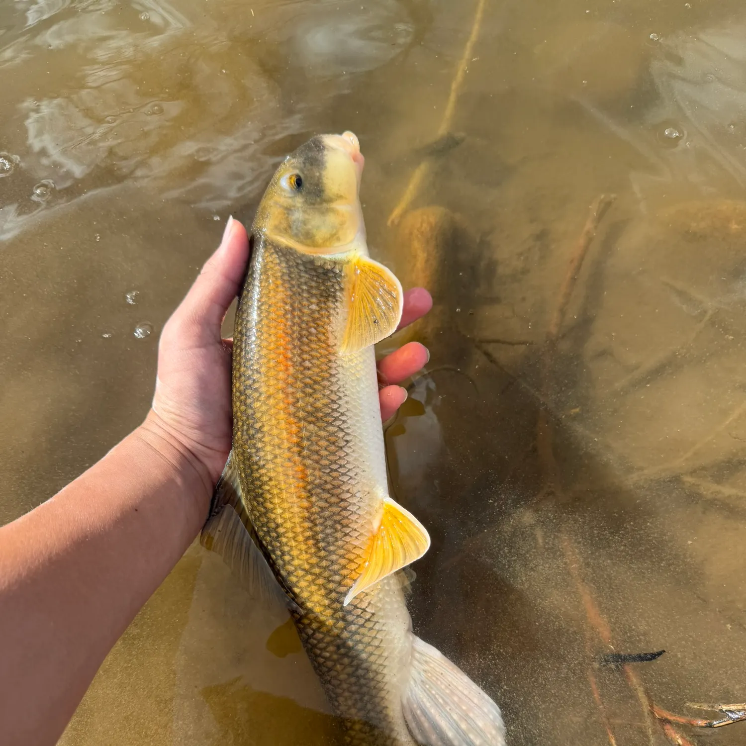 The most recent Longnose sucker catches on Fishbrain