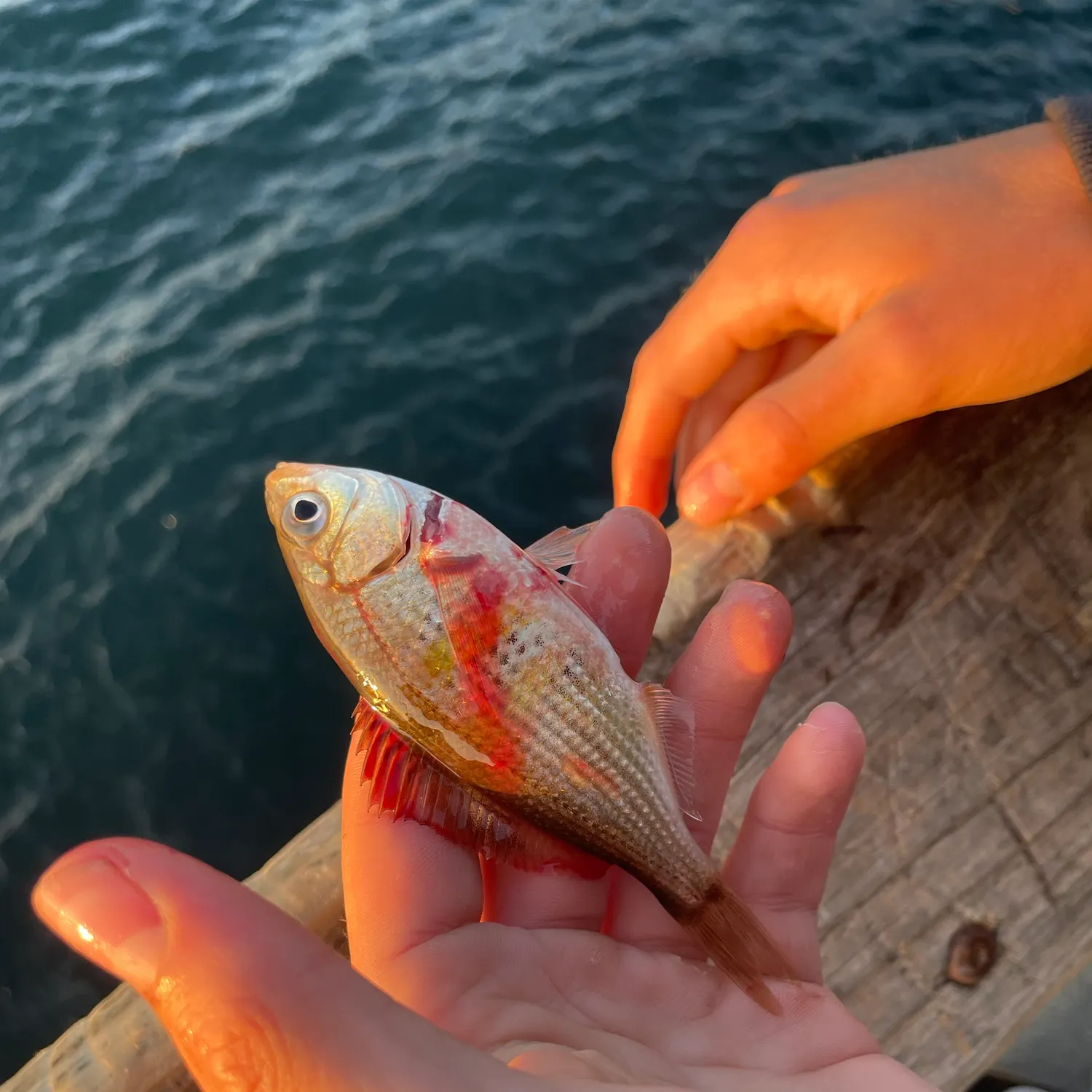 The most recent Shiner perch catches on Fishbrain