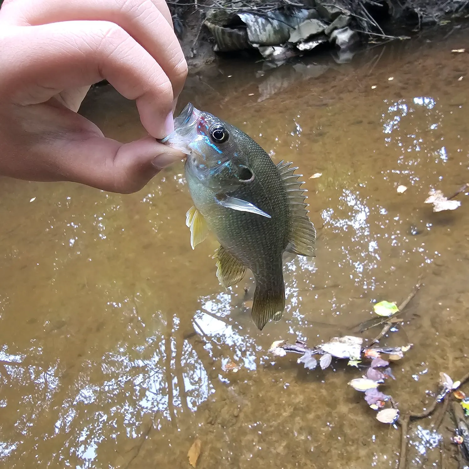 Green sunfish caught on Fishbrain
