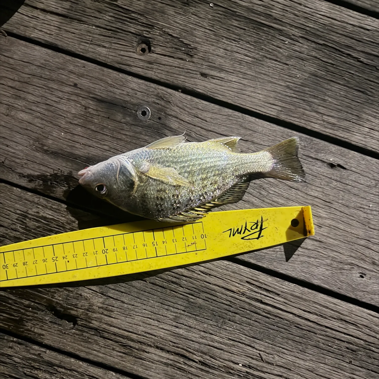 recently logged catches