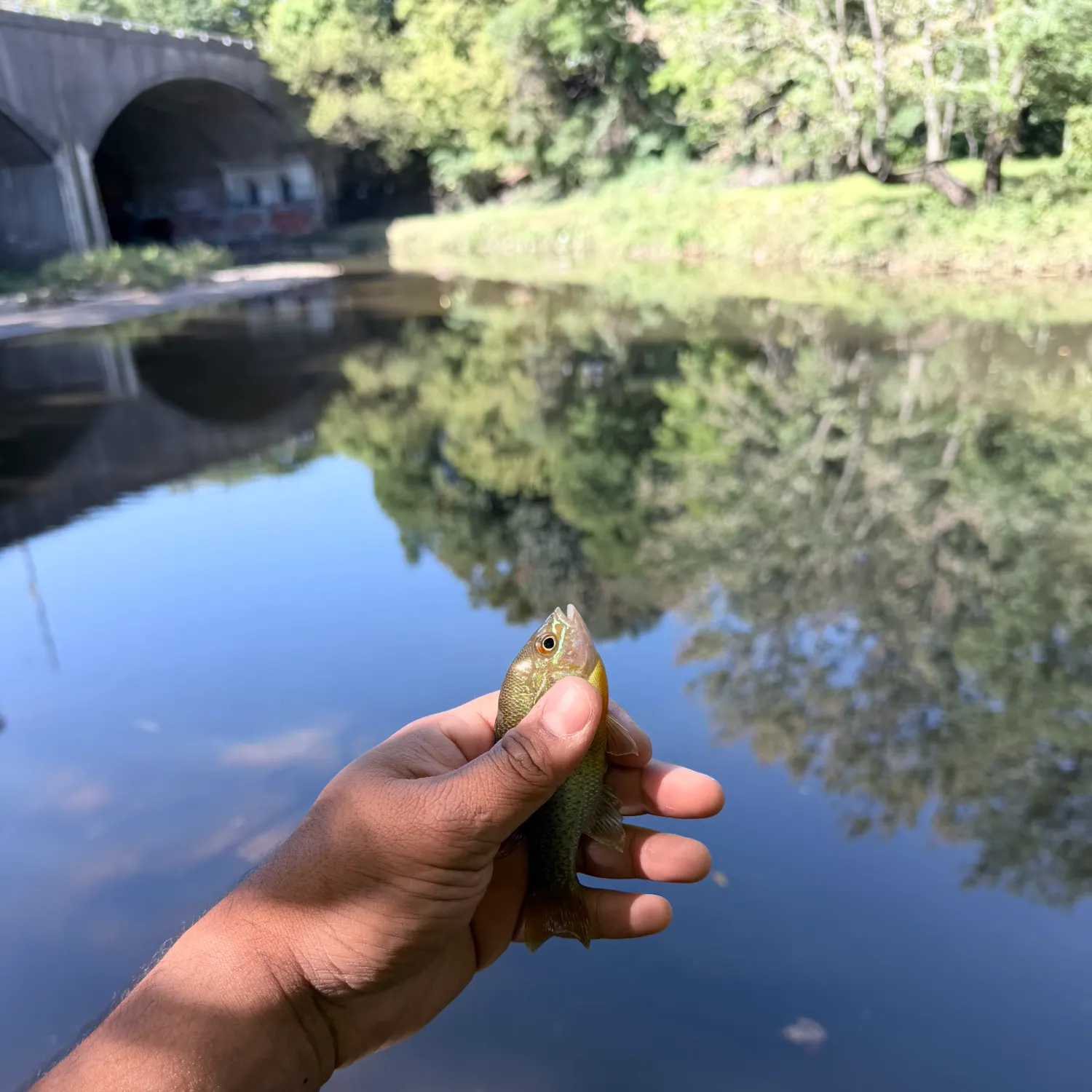 Redbreast sunfish caught on Fishbrain