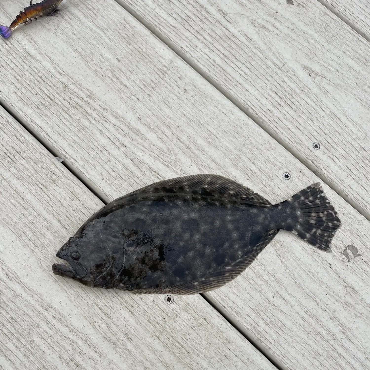 Summer flounder caught on Fishbrain