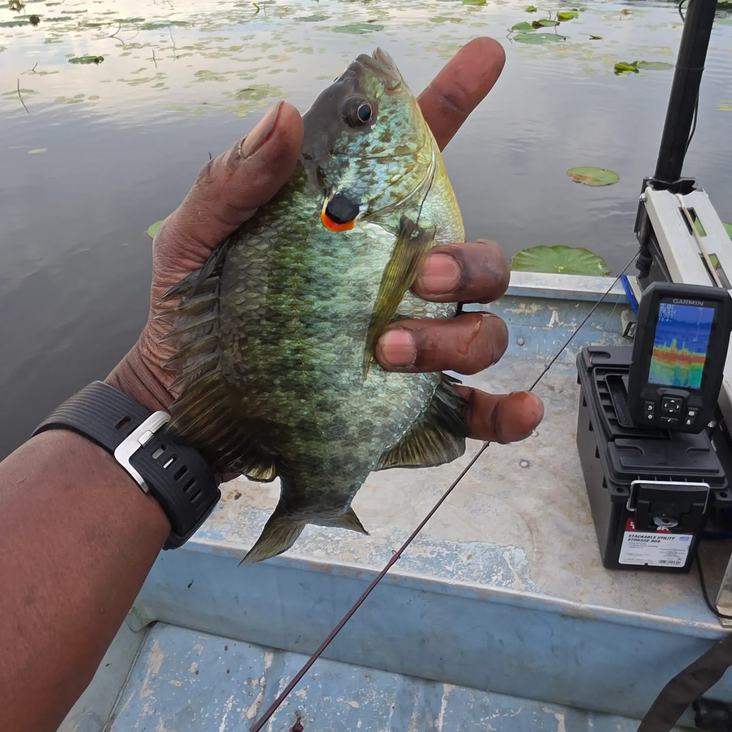catch