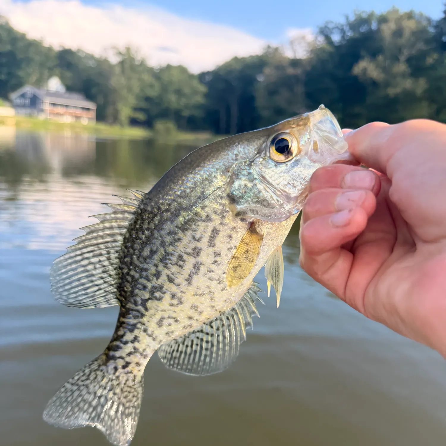 Black crappie caught on Fishbrain