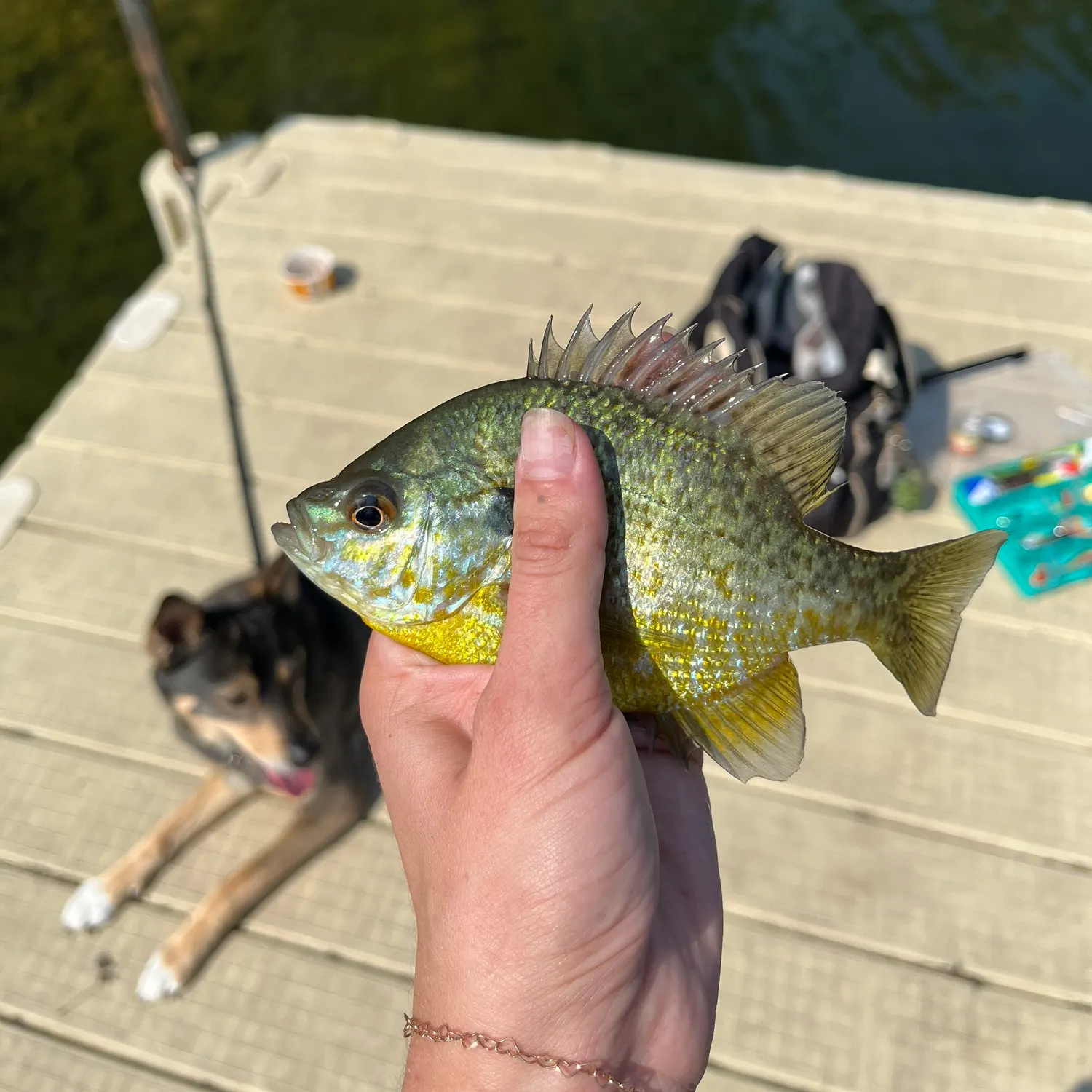 Bluegill caught on Fishbrain