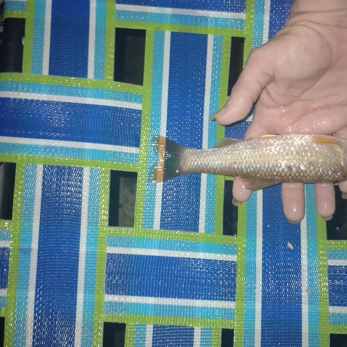 The most recent Bluehead chub catches on Fishbrain