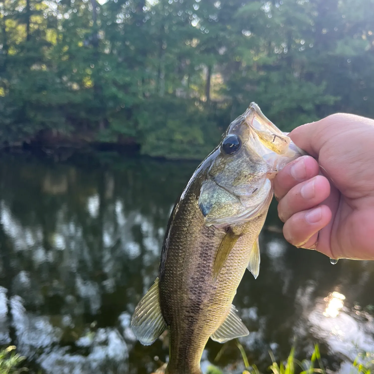 The most recent Indian threadfin catches on Fishbrain