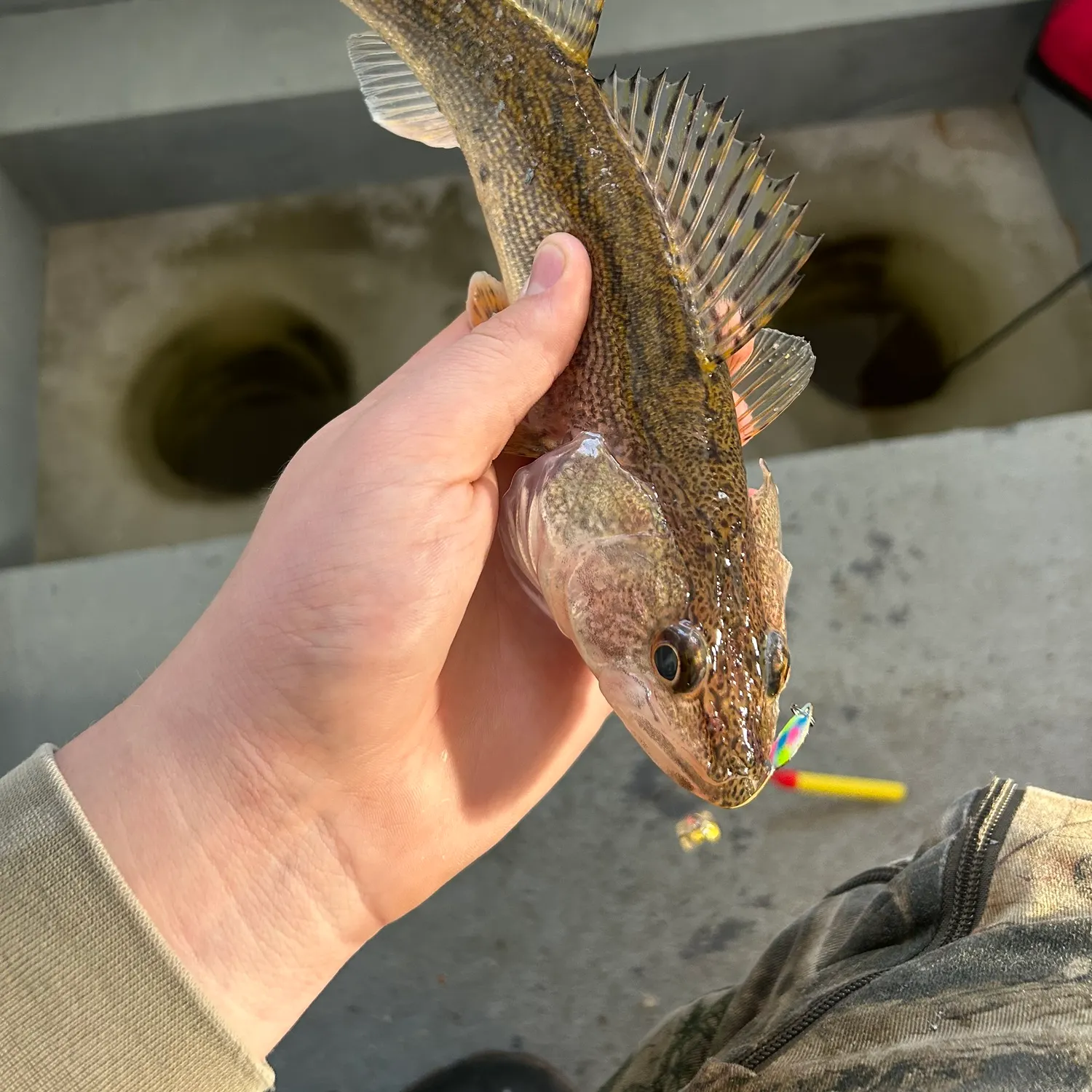 The most recent Sauger catches on Fishbrain