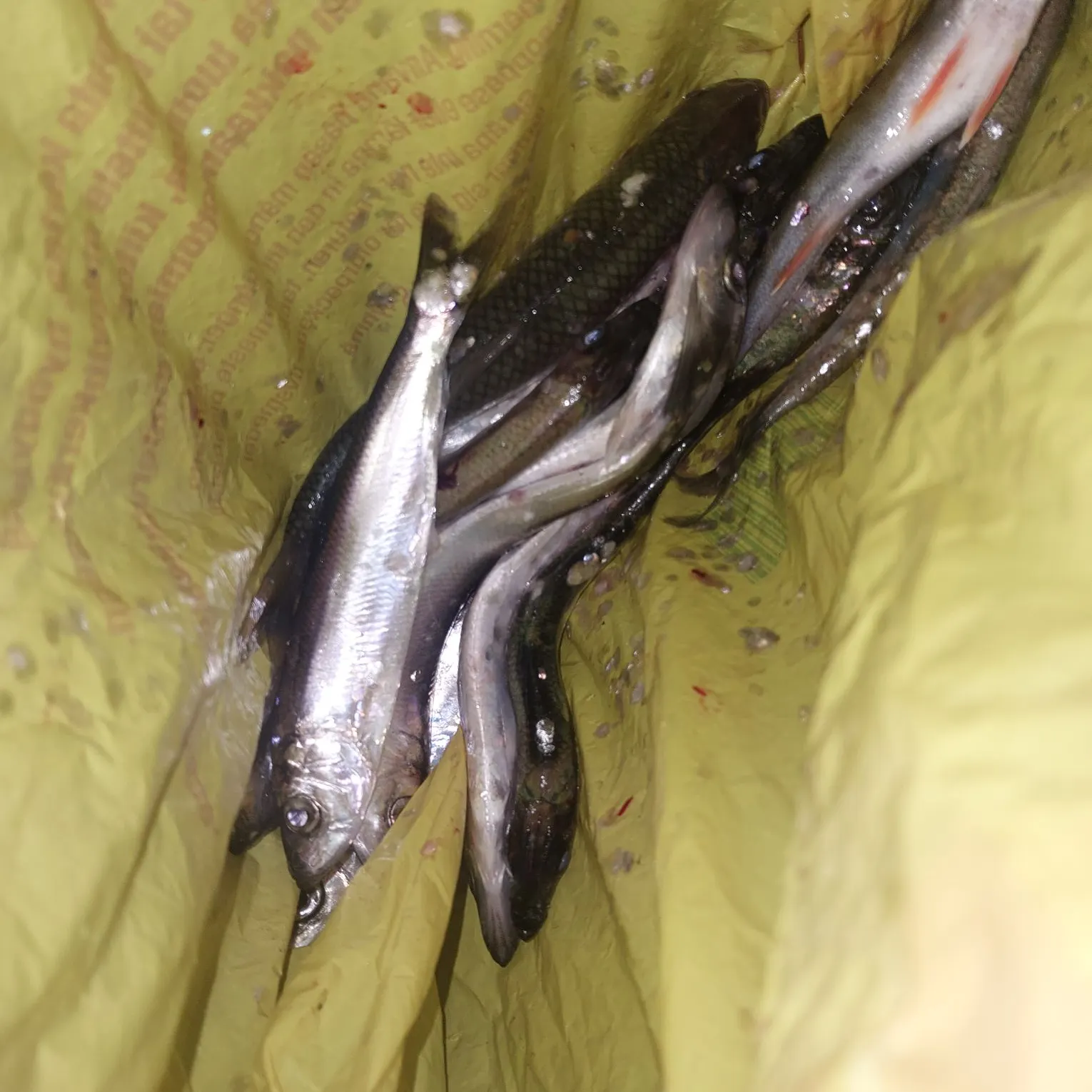 recently logged catches